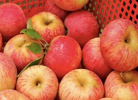فروش سیب گالا ارومیه درجه یک صادراتی + فروش عمده و با شرایط بهتر